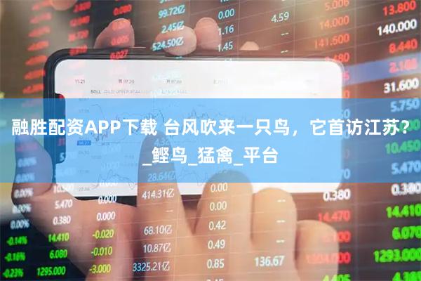 融胜配资APP下载 台风吹来一只鸟，它首访江苏？_鲣鸟_猛禽_平台